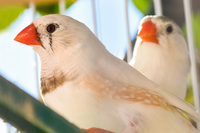 White Penguin Zebra finch