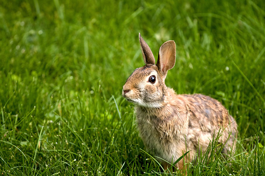 Can You Keep A Wild Rabbit As A Pet