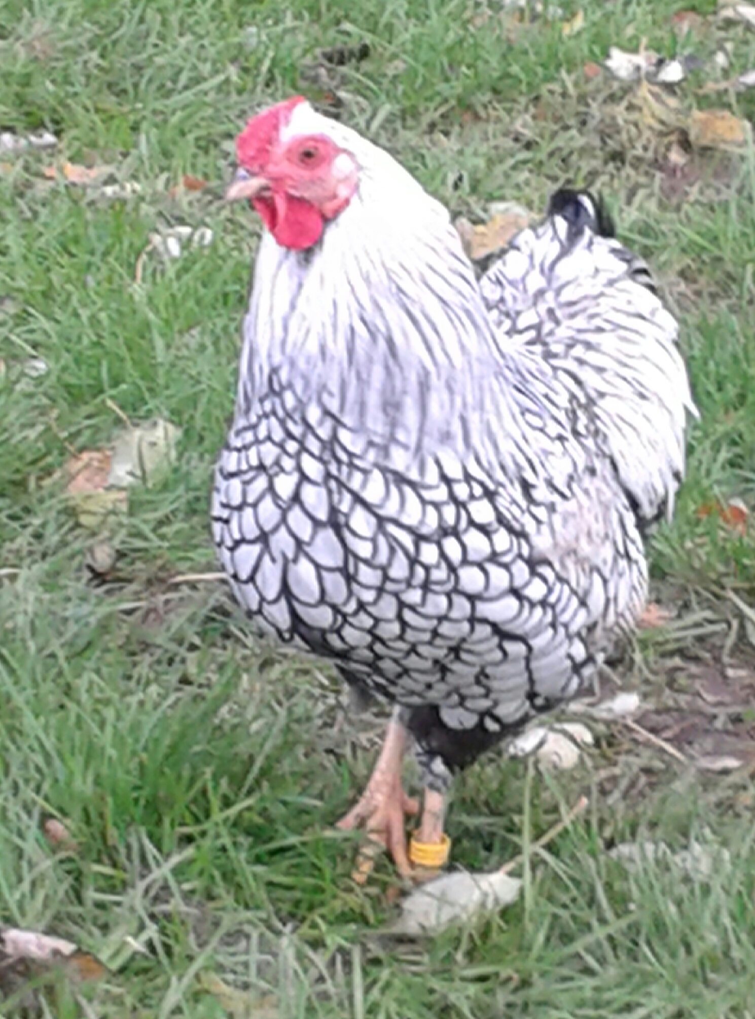 Wyandotte For Sale Chickens Breed Information Omlet