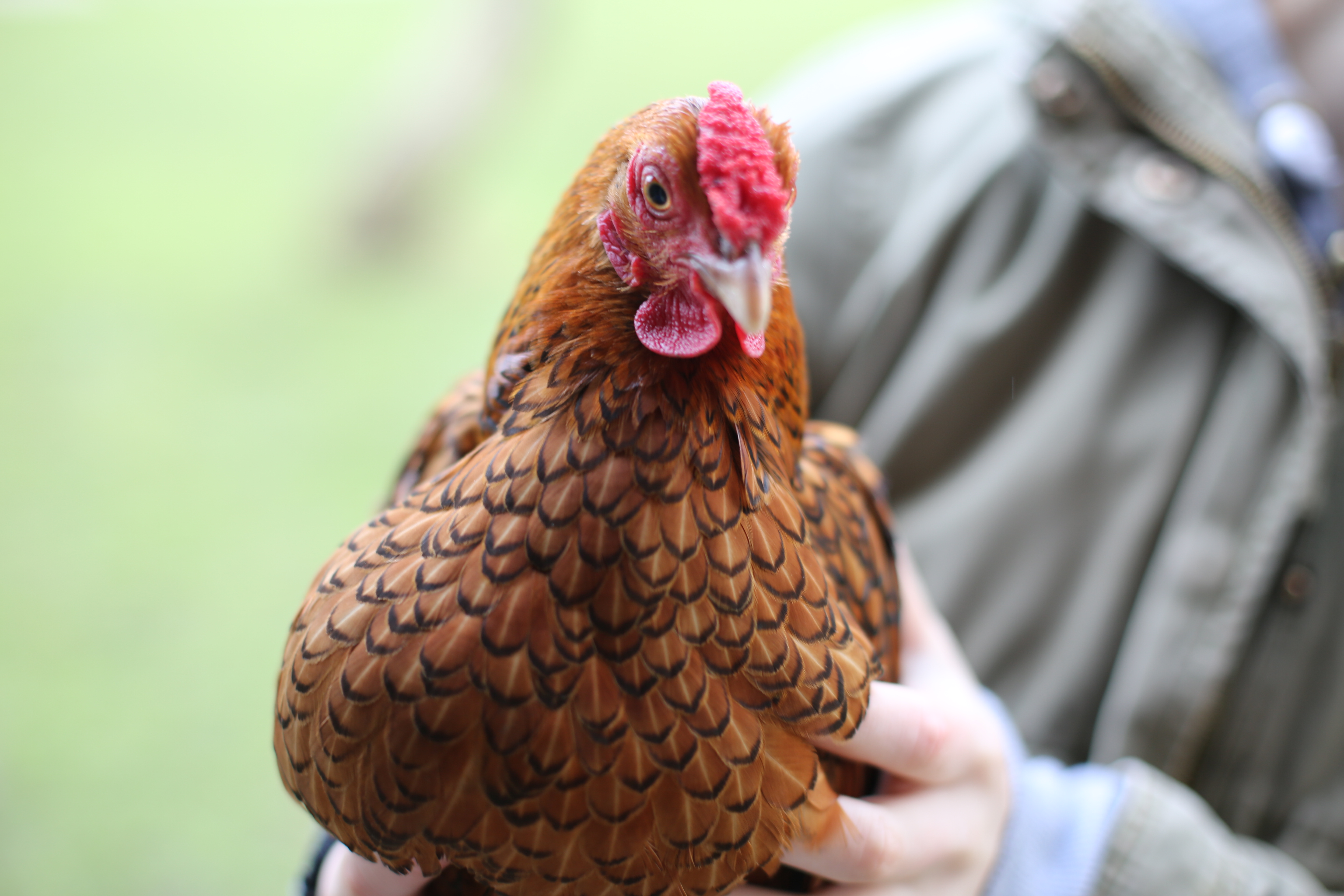  Wyandotte For Sale Chickens Breed Information Omlet