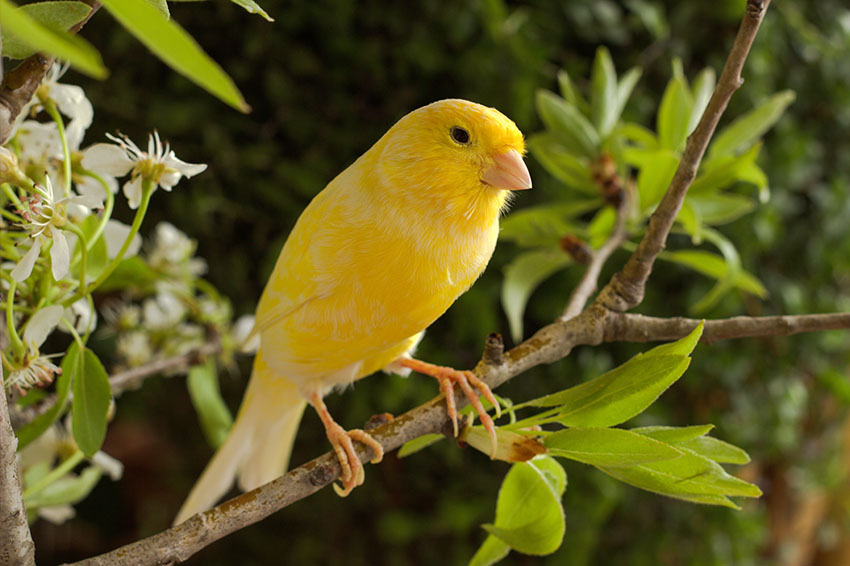 Yellow Canary on lilac bush