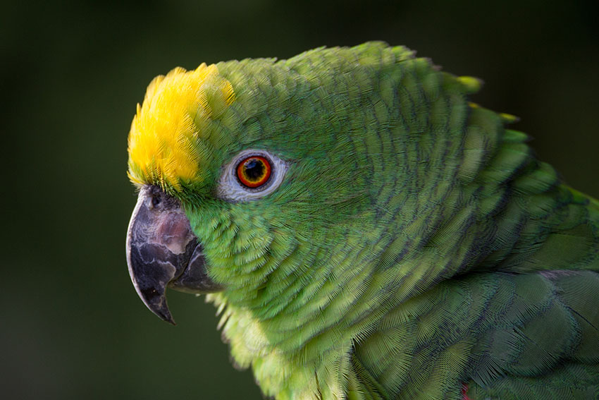 Yellow-crowned Amazon head