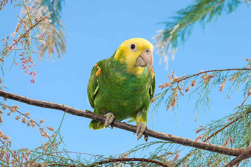 Yellow-headed Amazon Parrot on branch