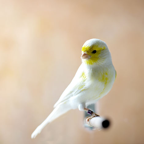 Yellow pied Canary