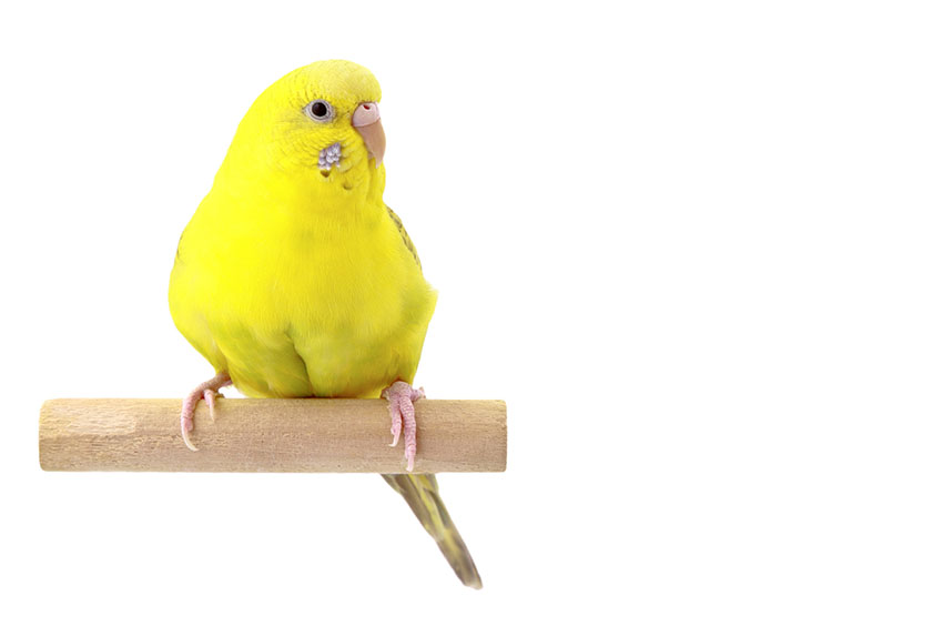 Yellow budgie perching