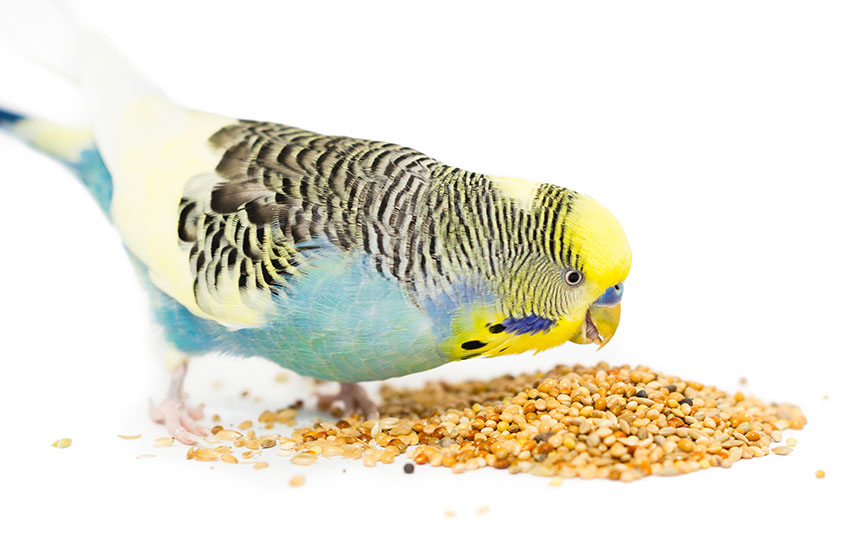 is bird food dangerous for dogs