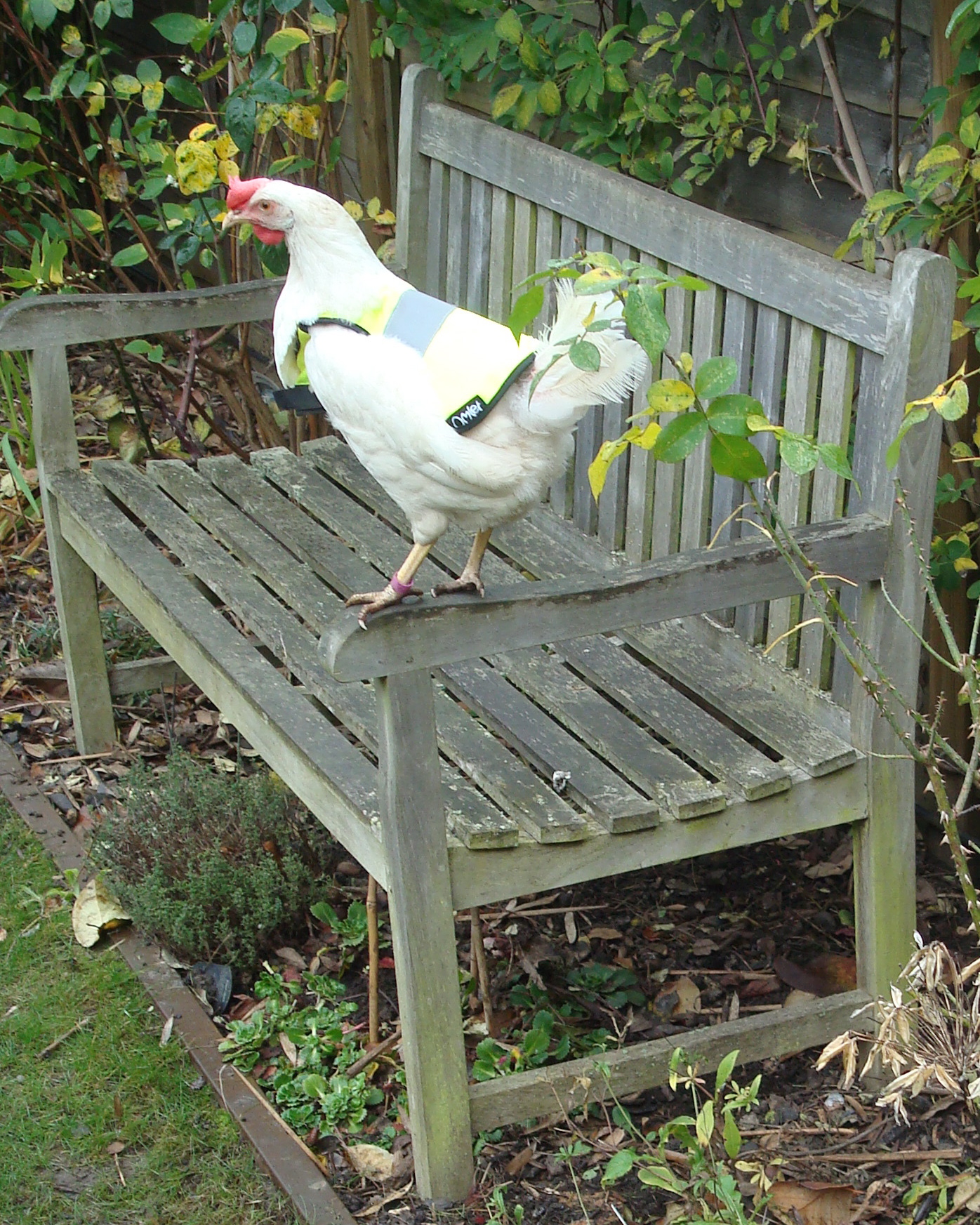 HighVis Chicken Jacket Chicken Coops, Walk in Chicken Runs, Chicken Fencing and more Omlet