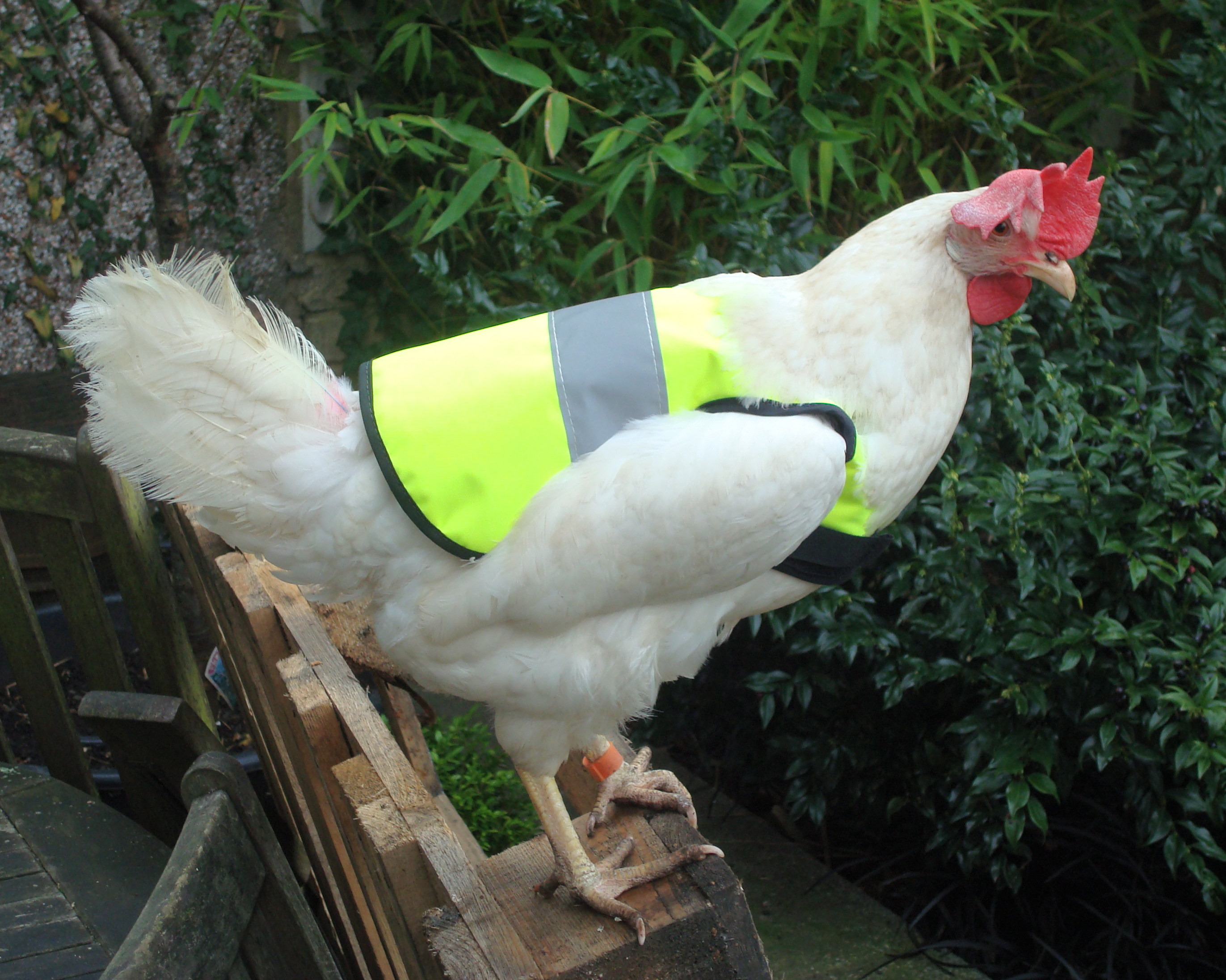 HighVis Chicken Jacket Chicken Coops, Walk in Chicken Runs, Chicken Fencing and more Omlet