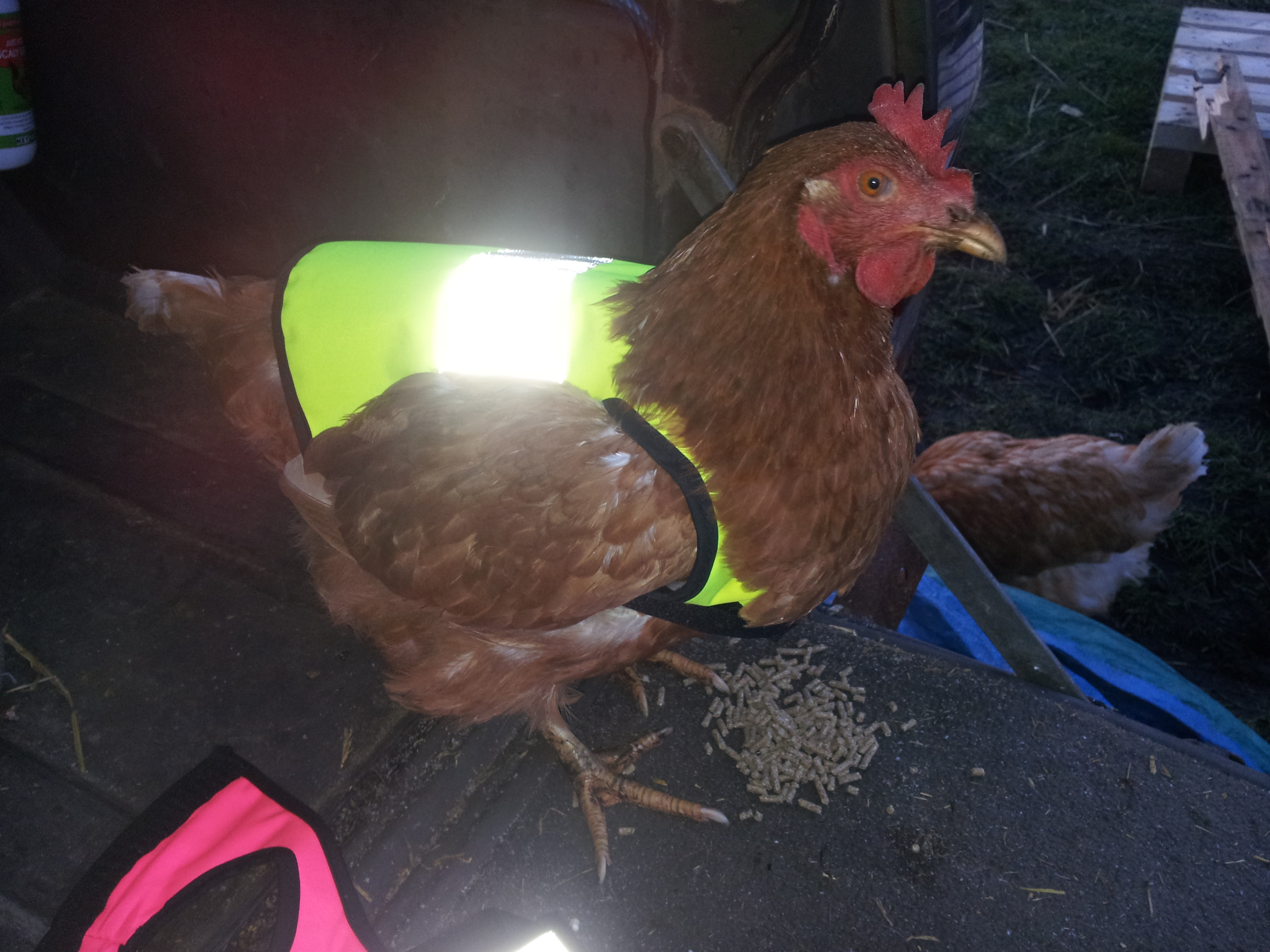HighVis Chicken Jacket Chicken Coops, Walk in Chicken Runs, Chicken
