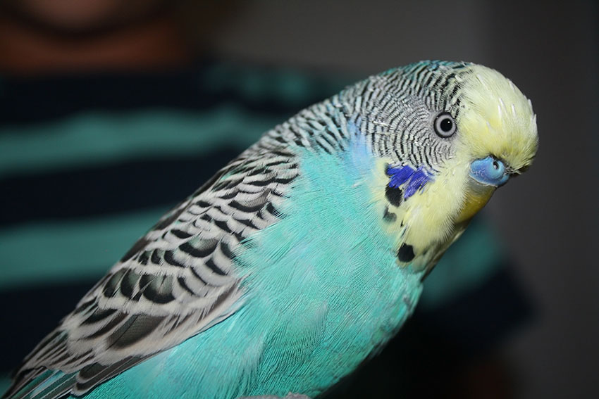 yellowface blue budgie