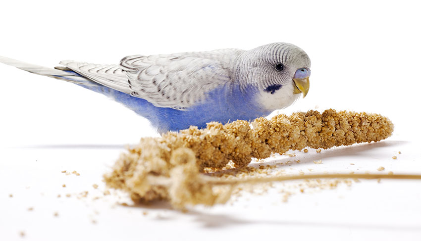 Budgie Millet | Budgie Food | Budgies | Guide | Omlet UK