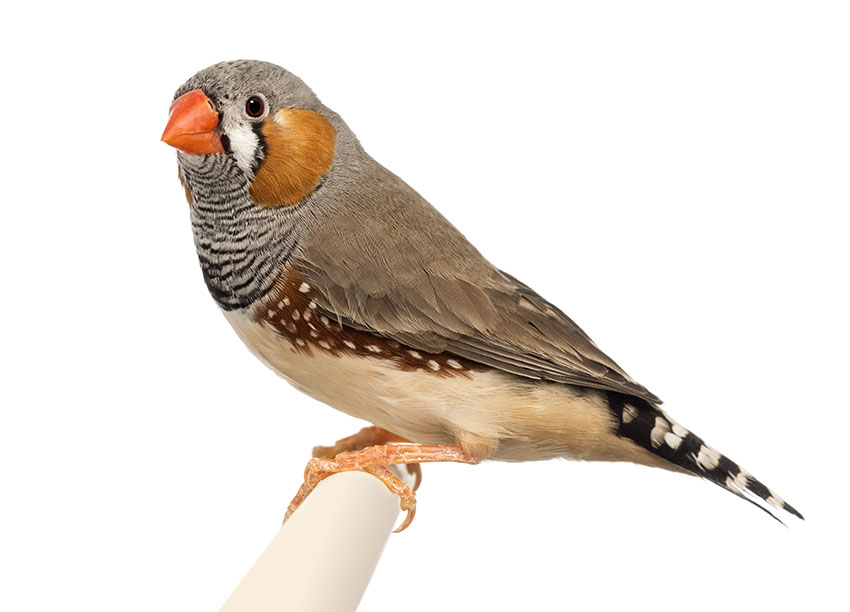 zebra Finch perching