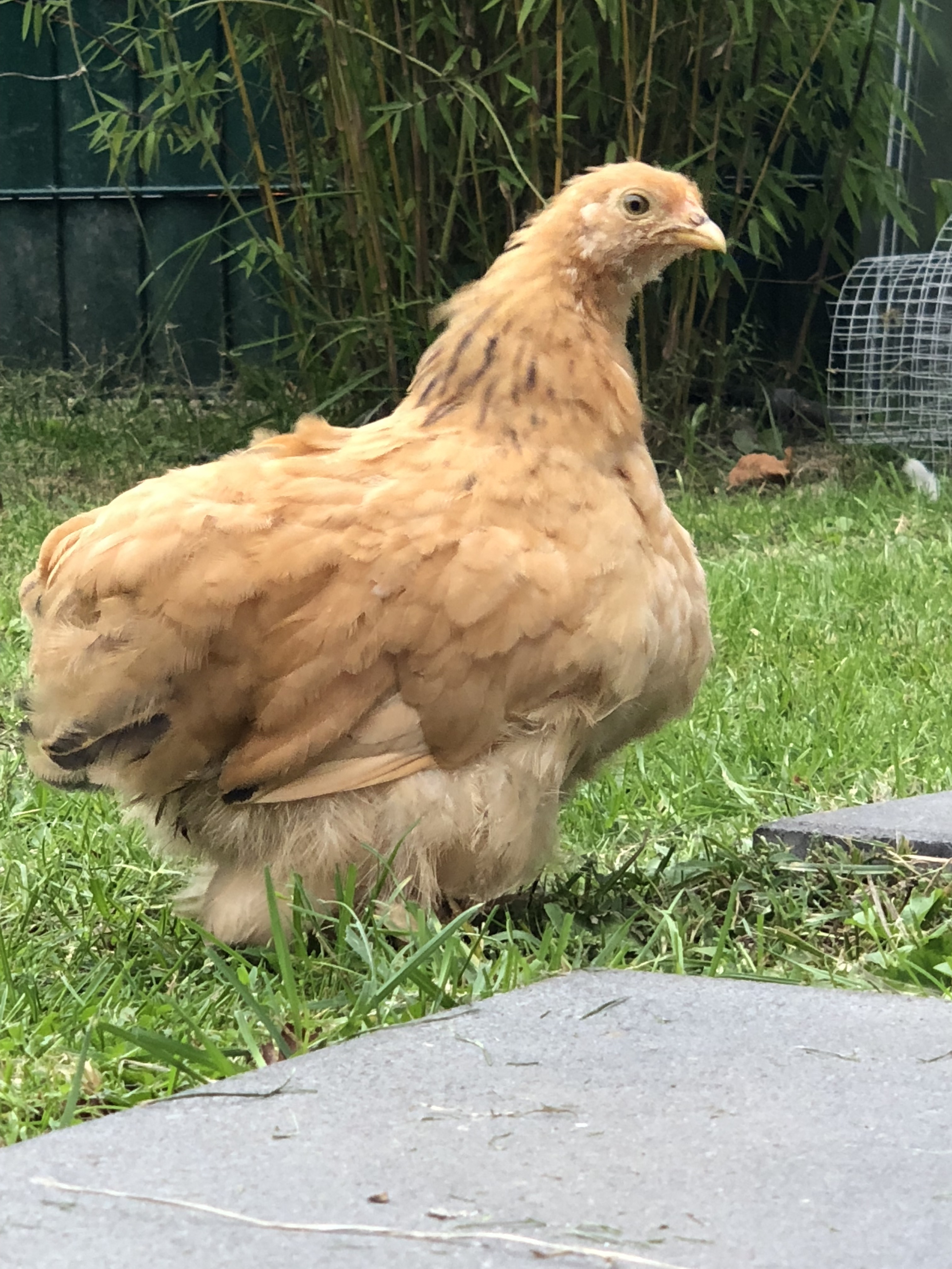 Pekin Bantam For Sale Chickens Breed Information Omlet